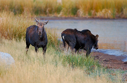 Moose_atDawn_FloatingIslandLake_0194