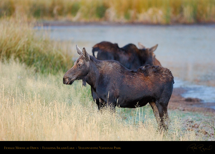 Moose_atDawn_FloatingIslandLake_0214