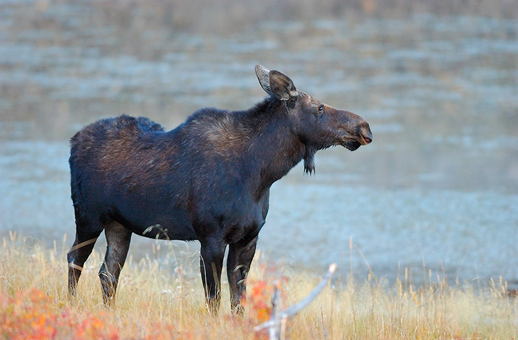 Moose_atDawn_FloatingIslandLake_0226