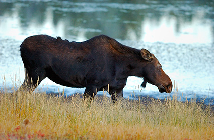 Moose_atDawn_FloatingIslandLake_0231