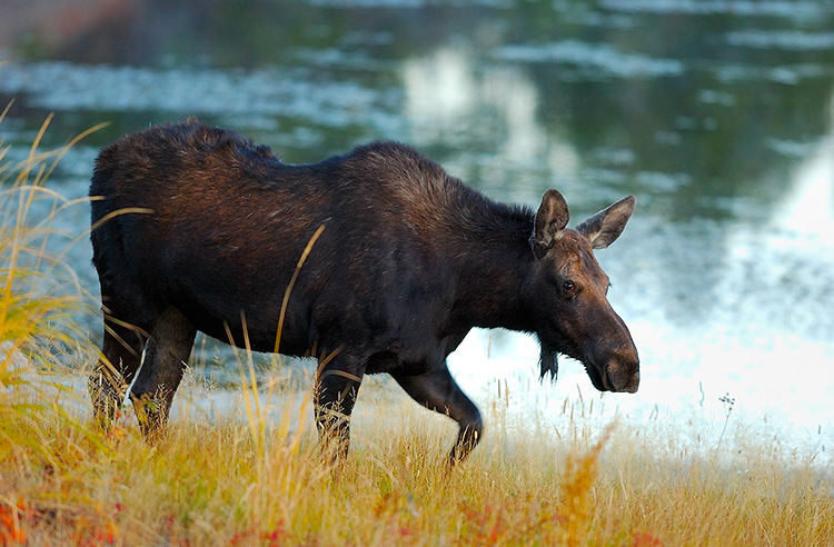 Moose_atDawn_FloatingIslandLake_0238