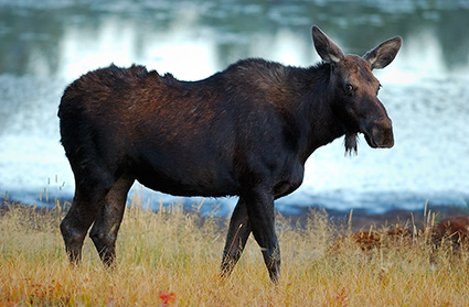 Moose_atDawn_FloatingIslandLake_0244