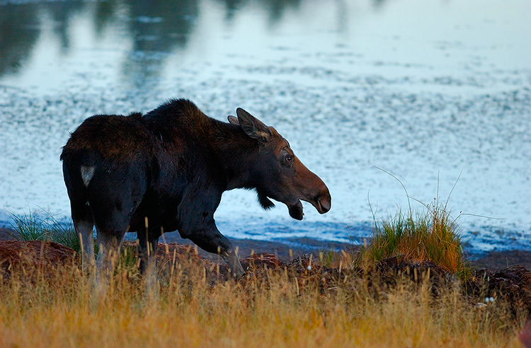 Moose_atDawn_FloatingIslandLake_0251