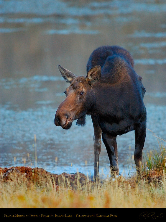 Moose_atDawn_FloatingIslandLake_0255M