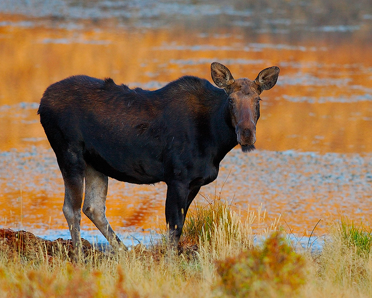 Moose_atSunrise_FloatingIslandLake_0274M