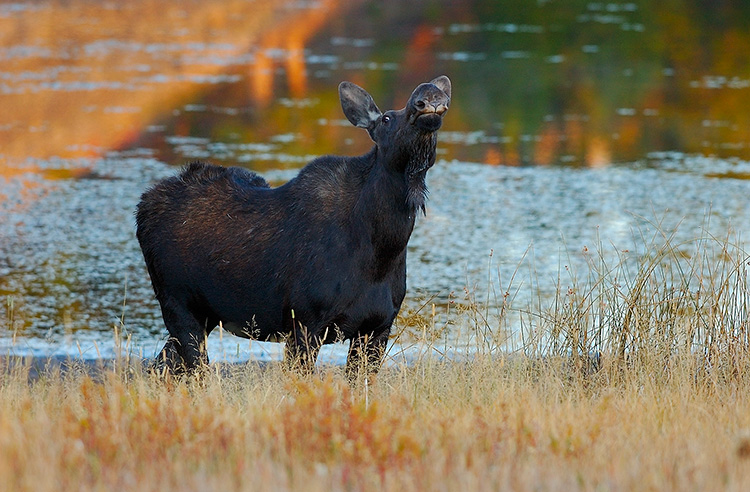 Moose_atSunrise_FloatingIslandLake_0276