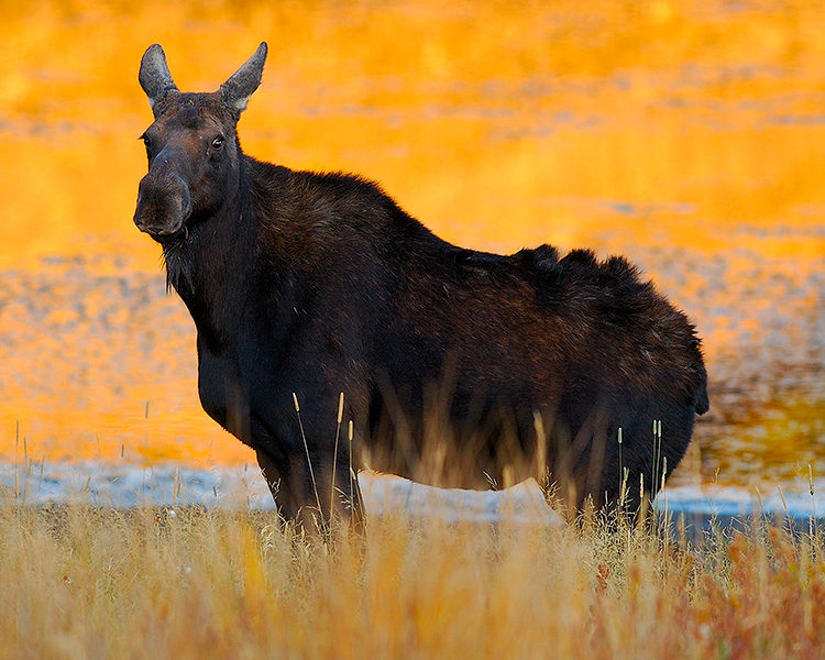 Moose_atSunrise_FloatingIslandLake_0289M