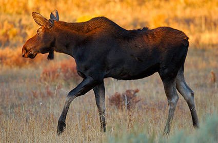Moose_atSunrise_FloatingIslandLake_0299