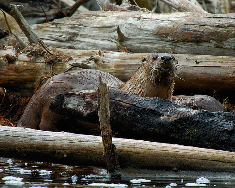 RiverOtter_MadisonRiver_9696M