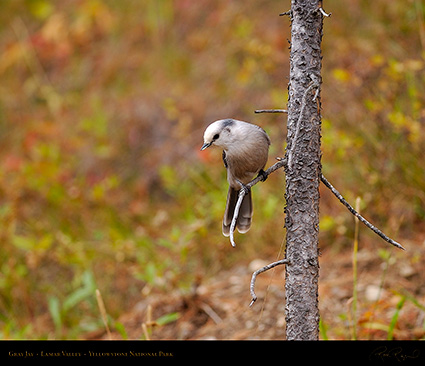 GrayJay_LamarValley_8877M