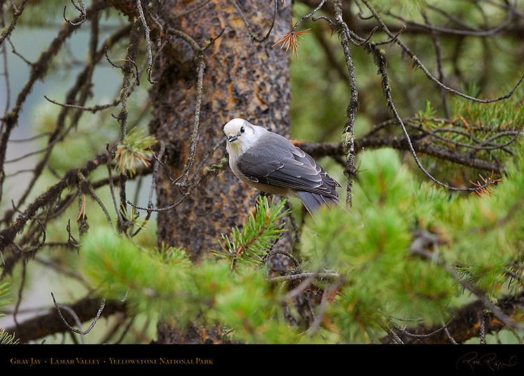 GrayJay_LamarValley_8902