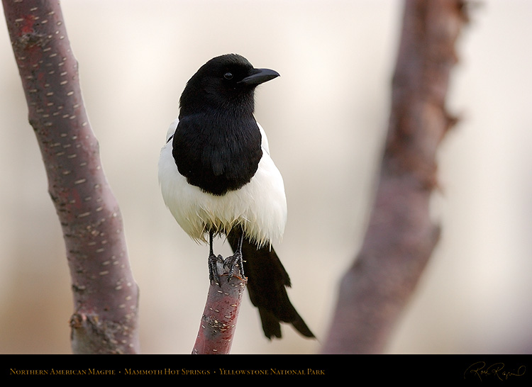 Magpie_MammothHS_5837