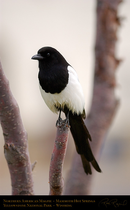Magpie_MammothHS_5840