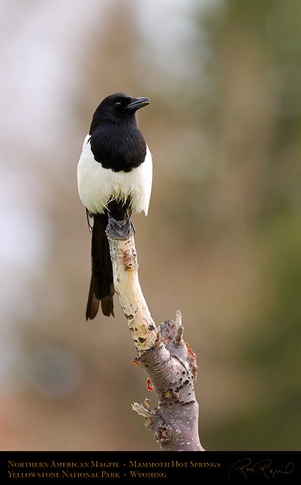 Magpie_MammothHS_5842