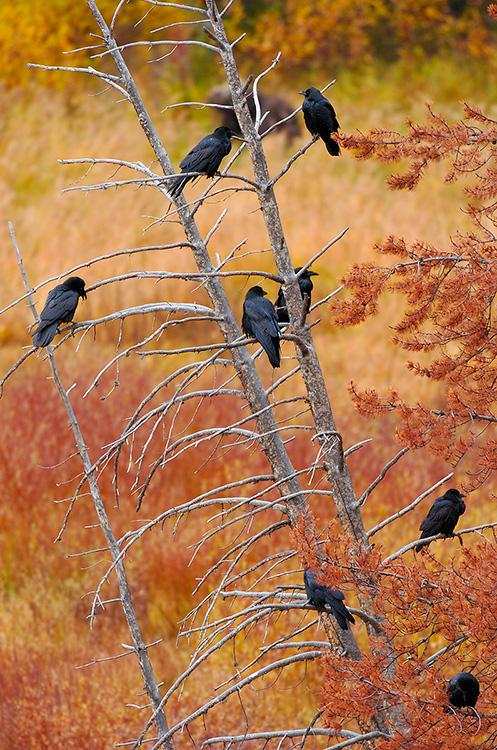 Ravens_Yellowstone_9398