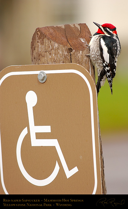 Red-Naped_Sapsucker_MammothHS_6048