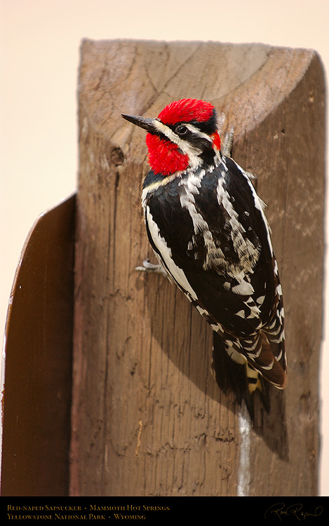 Red-Naped_Sapsucker_MammothHS_6379M