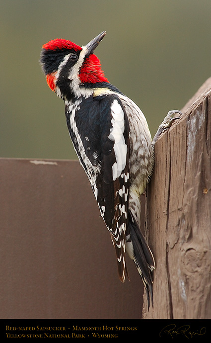 Red-Naped_Sapsucker_MammothHS_6397