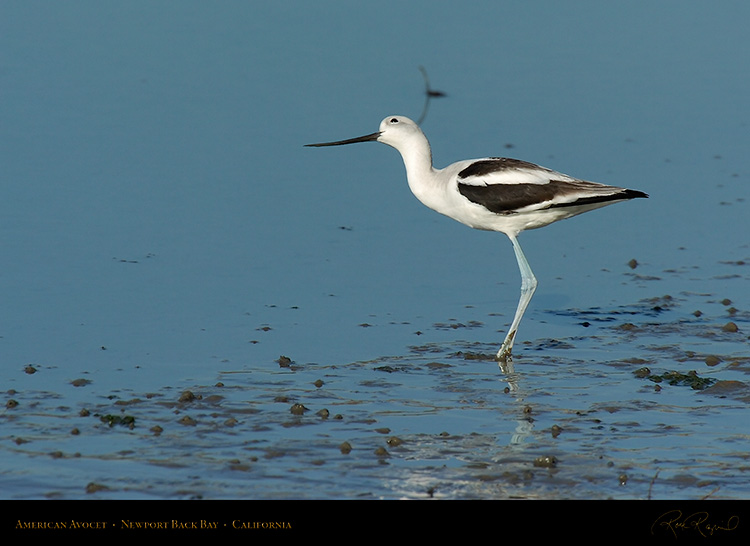 AmericanAvocet_4198