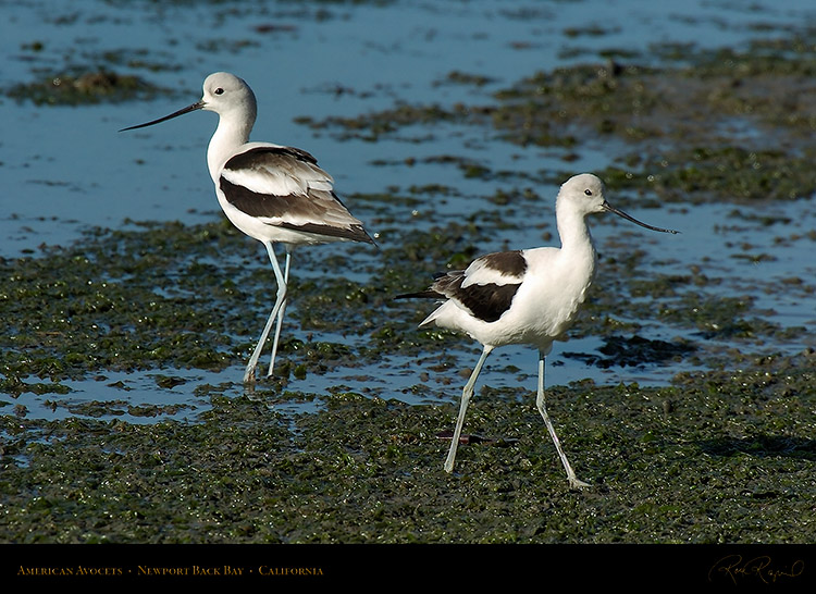 AmericanAvocets_4239