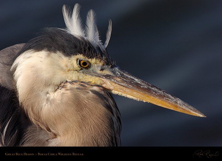 GreatBlueHeron_Portrait_HS1922