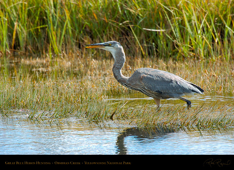 GreatBlueHeron_Yellowstone_0525