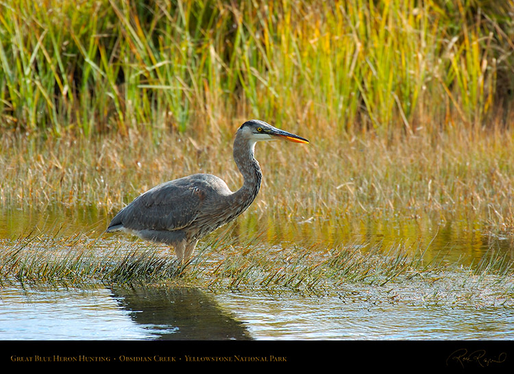 GreatBlueHeron_Yellowstone_0533