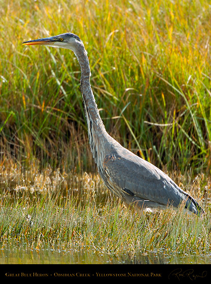 GreatBlueHeron_Yellowstone_0539