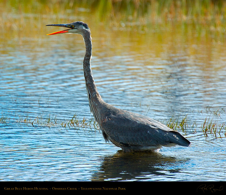 GreatBlueHeron_Yellowstone_0573M