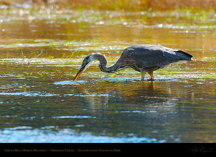 GreatBlueHeron_Yellowstone_0606