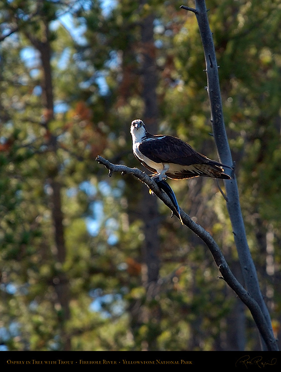 Osprey_withPrey_8720M