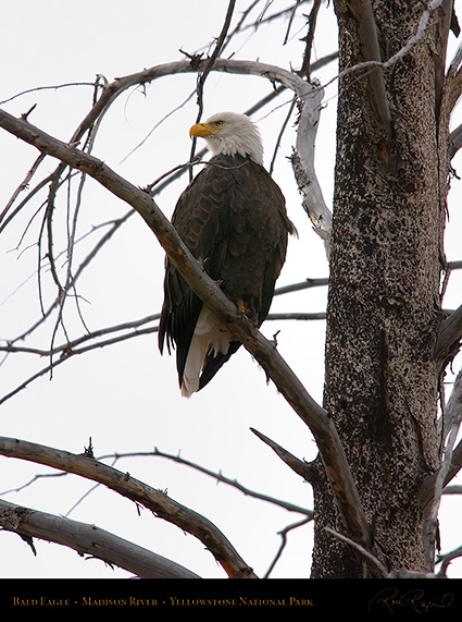 BaldEagle_8612