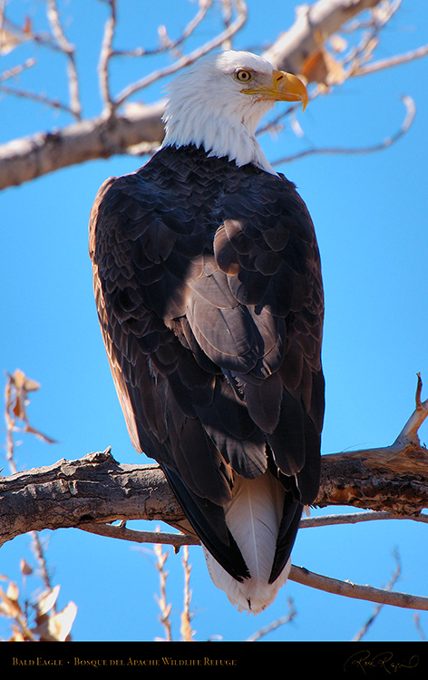 BaldEagle_X6641M