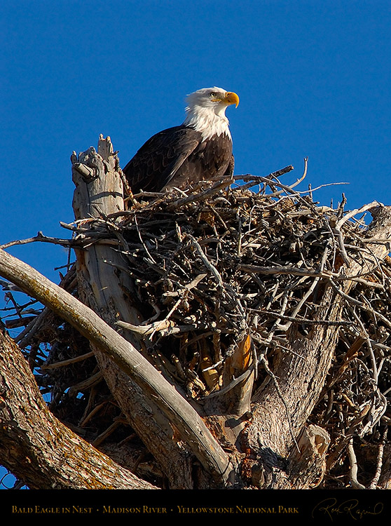 BaldEagle_inNest_0032c