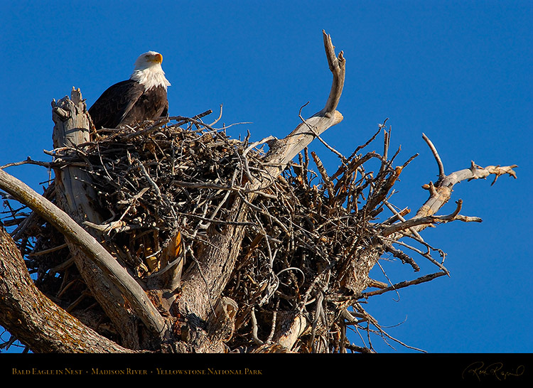 BaldEagle_inNest_0043