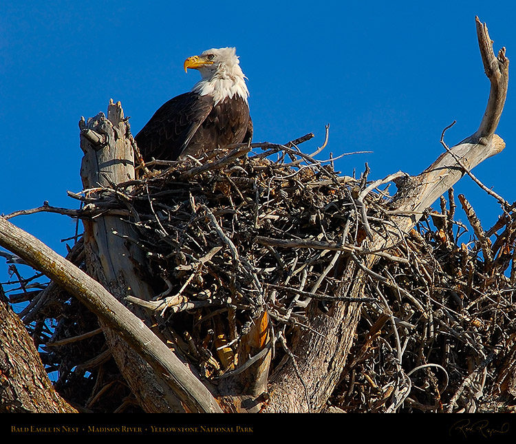 BaldEagle_inNest_0053M