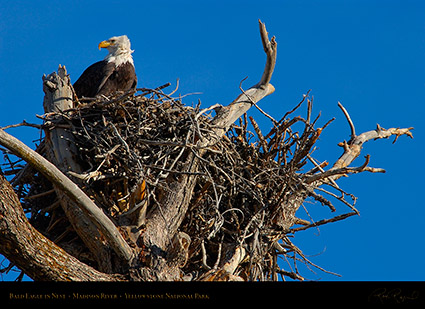 BaldEagle_inNest_0056