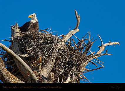 BaldEagle_inNest_0066