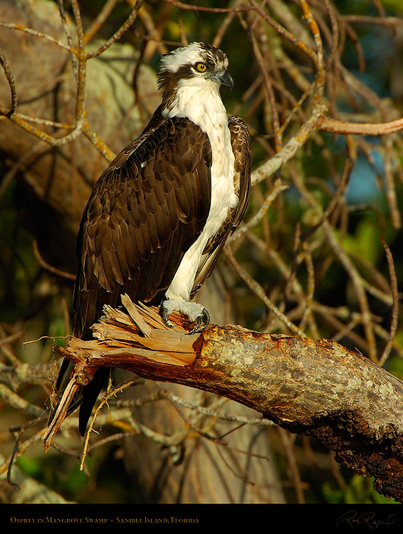 Osprey_1585M