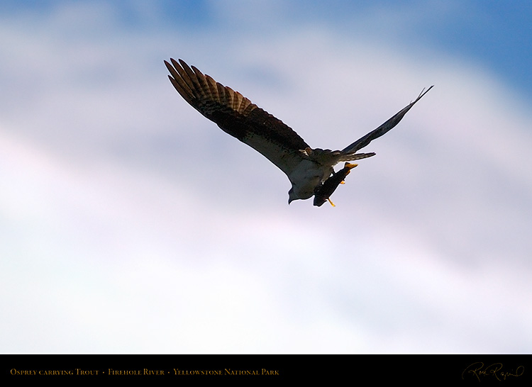 Osprey_withPrey_8722