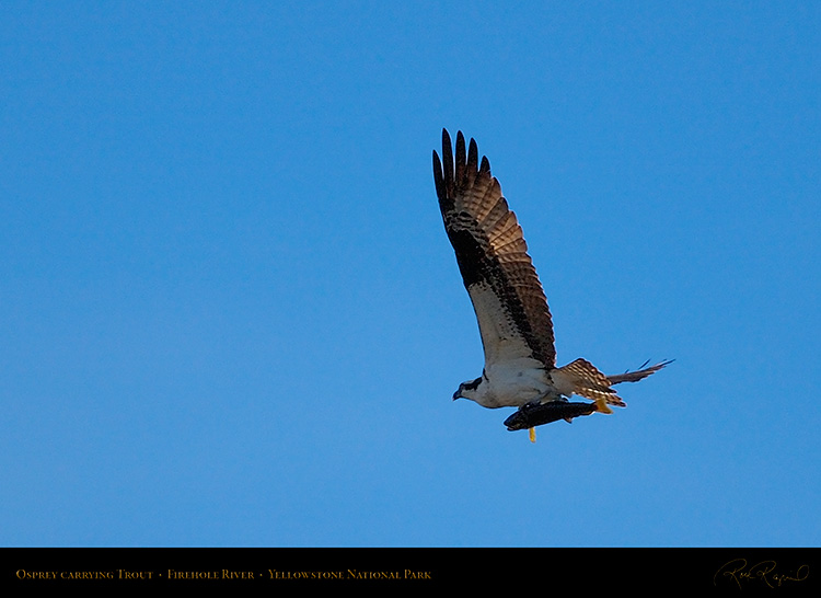 Osprey_withPrey_8727