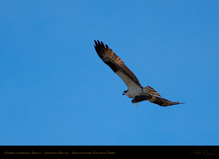 Osprey_withPrey_8728