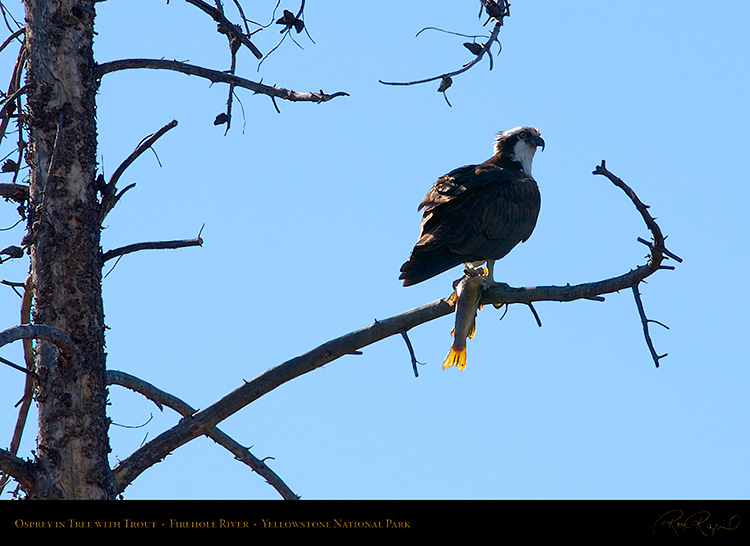 Osprey_withPrey_9052