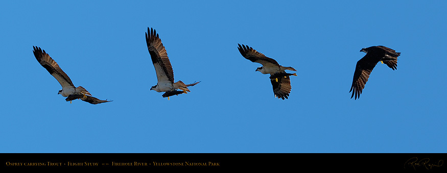 Osprey_withPrey_FlightStudy_VLG