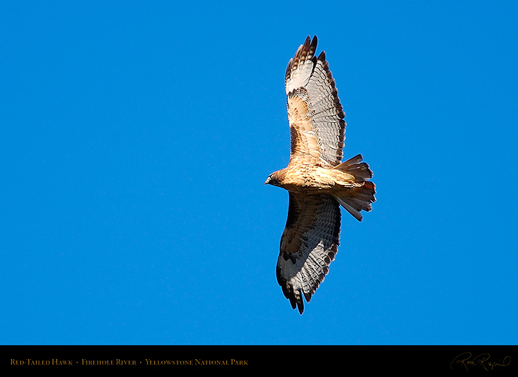 Red-TailedHawk_Yellowstone_0620