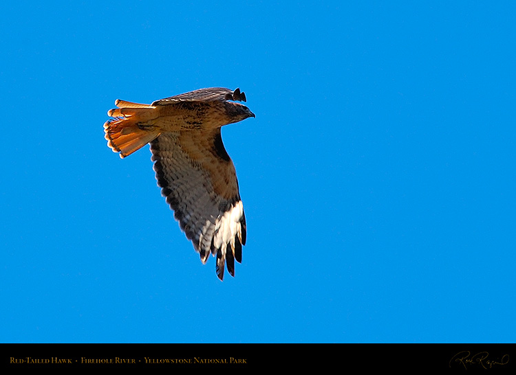 Red-TailedHawk_Yellowstone_0626