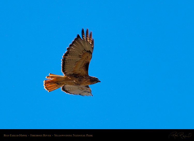 Red-TailedHawk_Yellowstone_0627