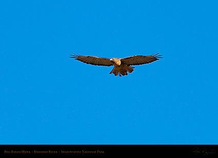 Red-TailedHawk_Yellowstone_0633