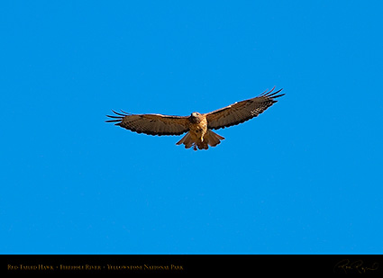 Red-TailedHawk_Yellowstone_0636