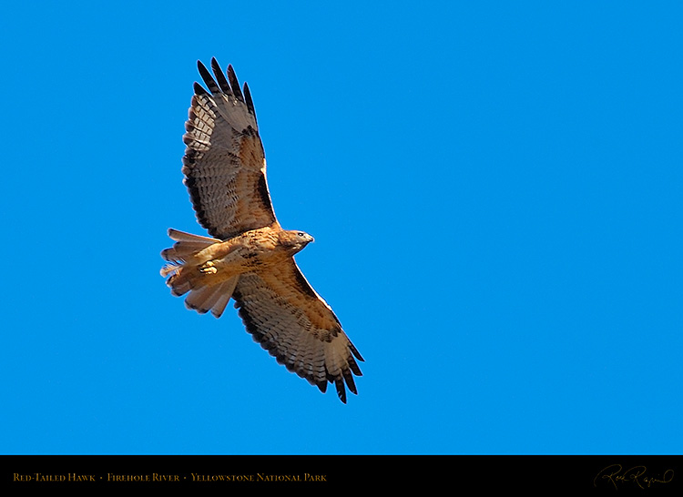 Red-TailedHawk_Yellowstone_0642